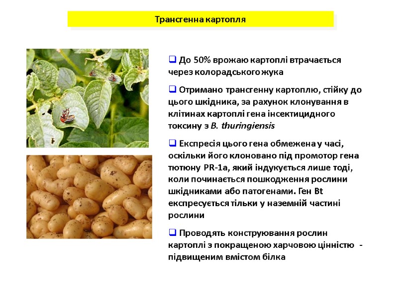 Трансгенна картопля  До 50% врожаю картоплі втрачається через колорадського жука  Отримано трансгенну